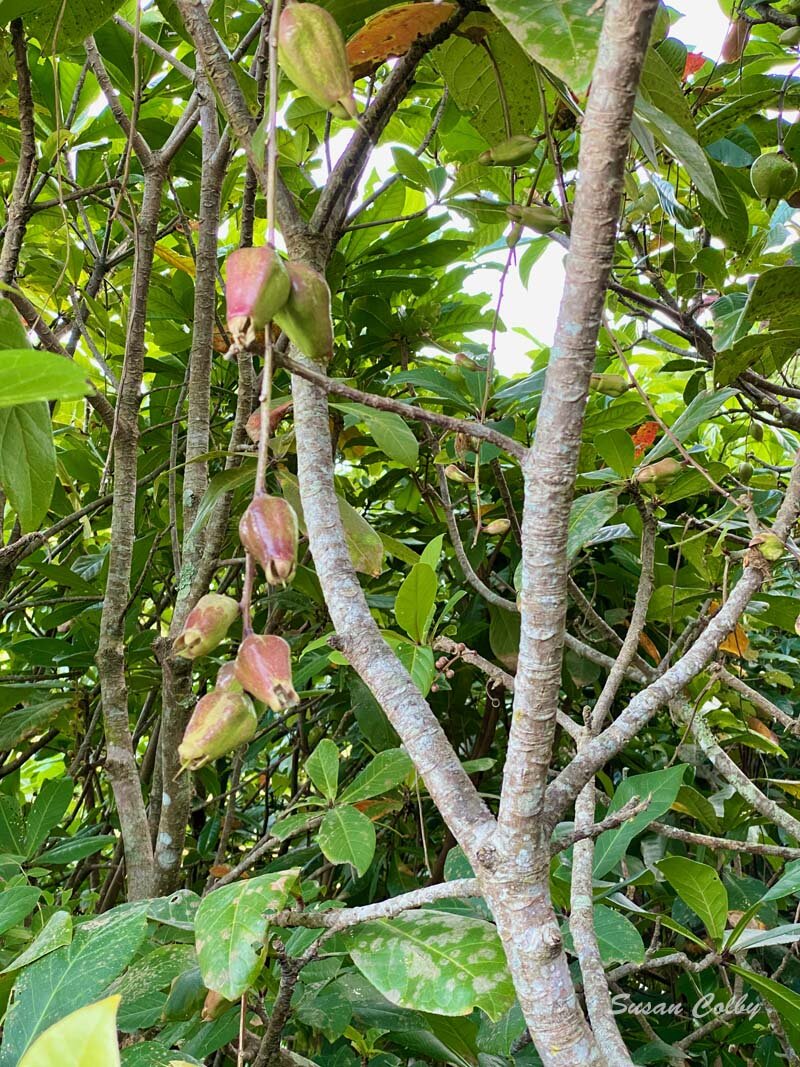 Mangrove buds