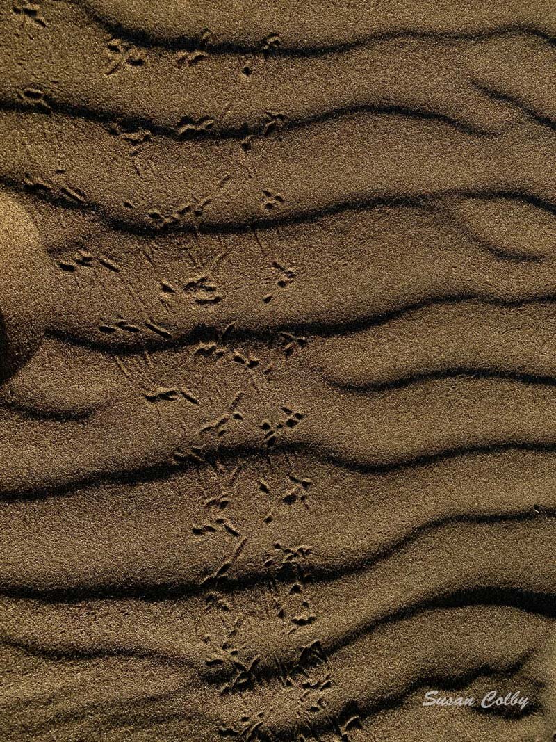 Crab tracks in the sand