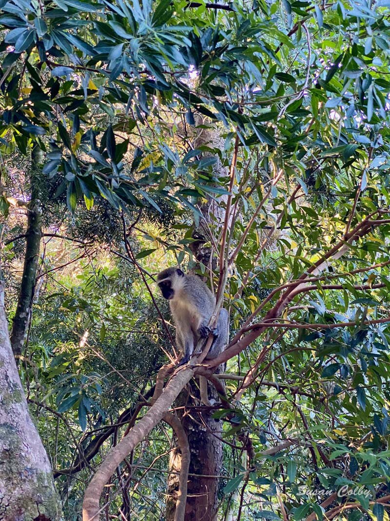 Monkey visitor