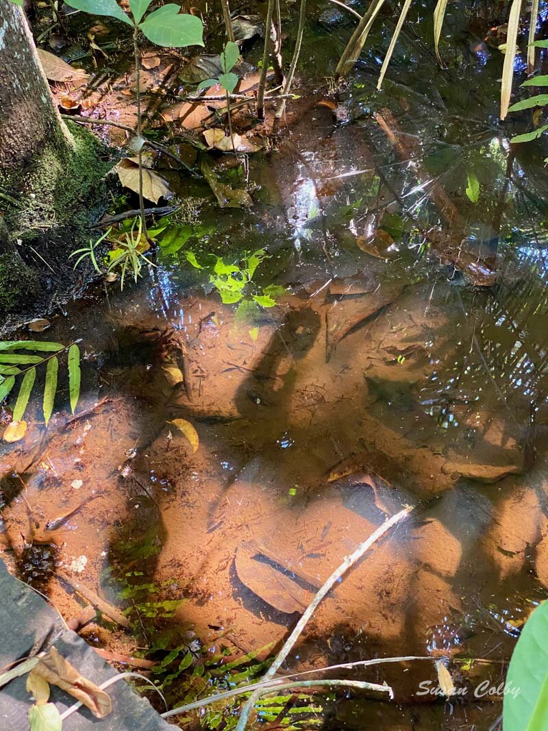 Water in the raphia forest