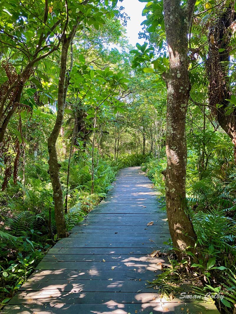 Raphia forest walk