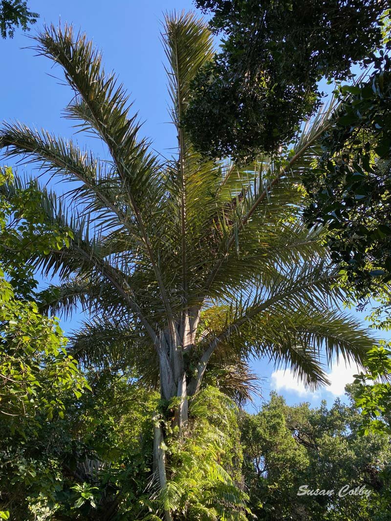 Tall raphia palms