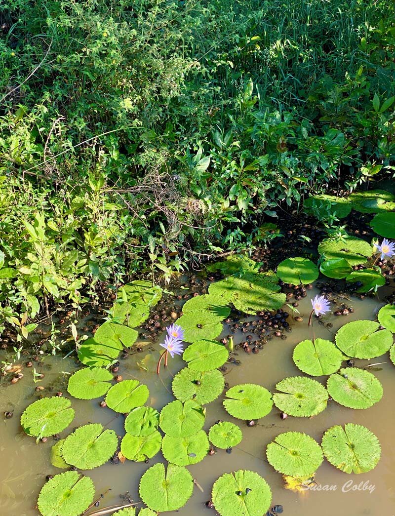 Water lilies in the river