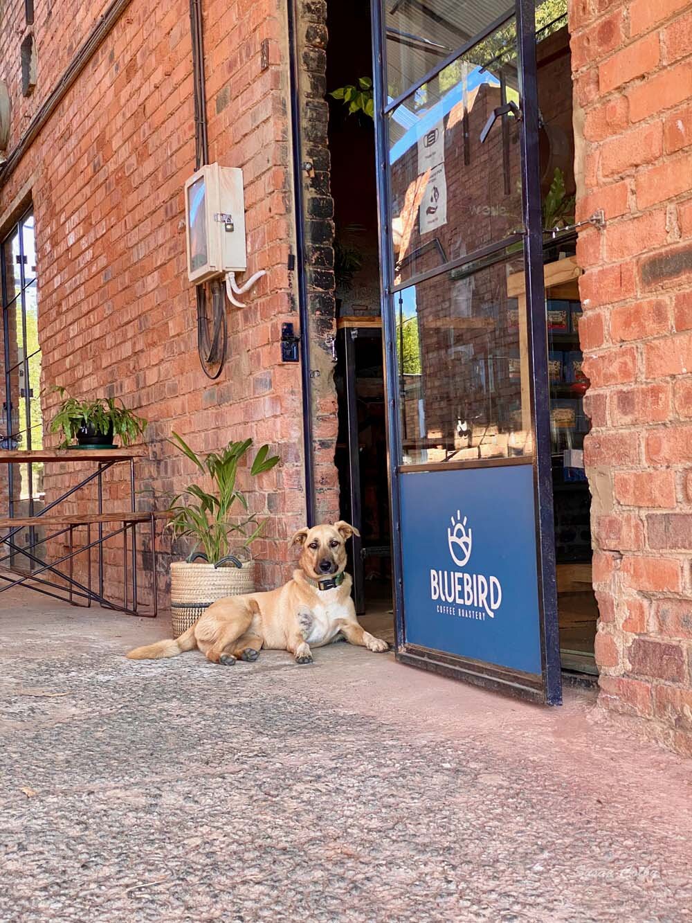 Bluebird coffee roastery dog