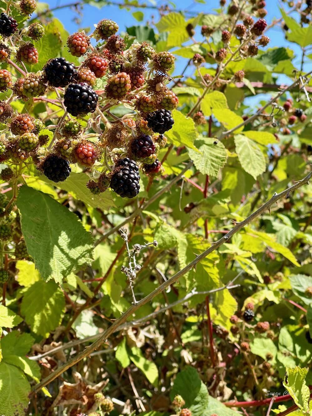 First blackberries of the season