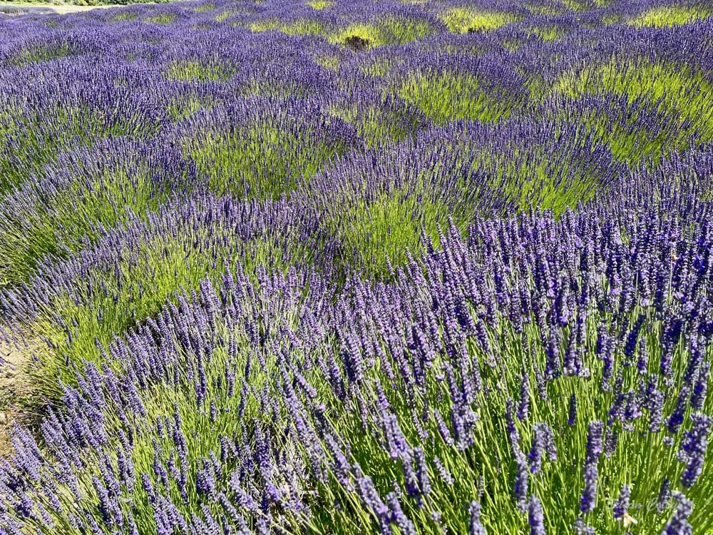 Lavender in Sequim