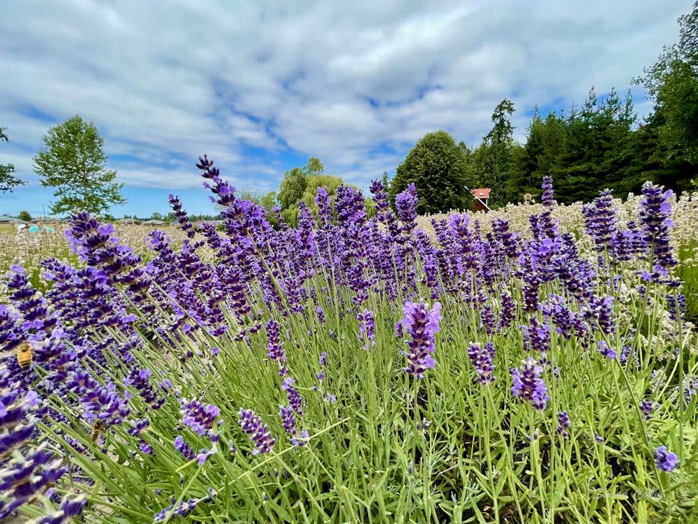 Lavender fields in Sequim