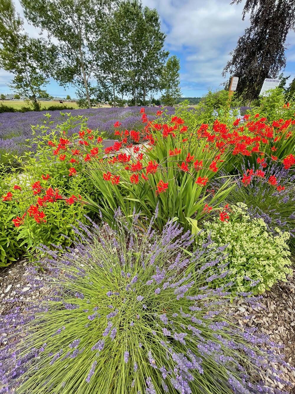 crocosmia and lavender