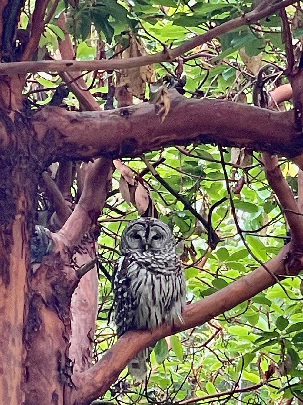 Rare barred owl