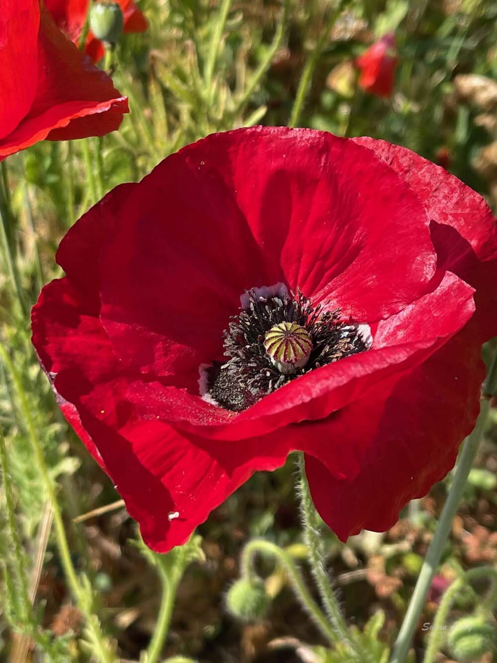 Red poppy