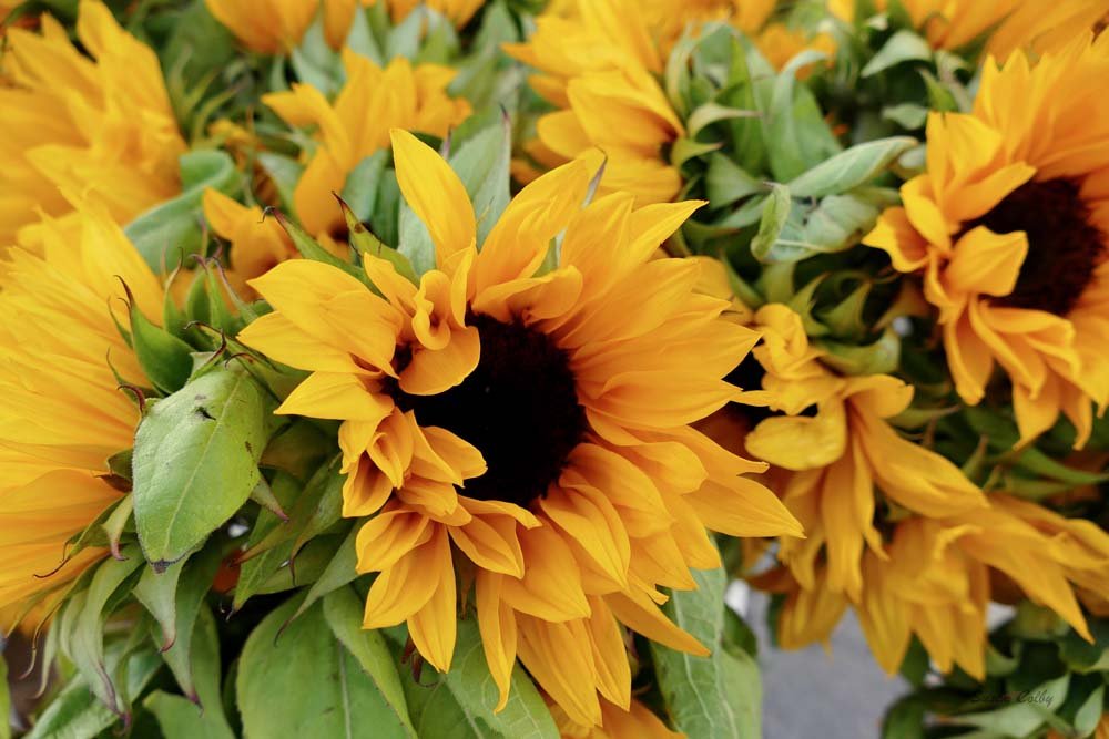 sunflower