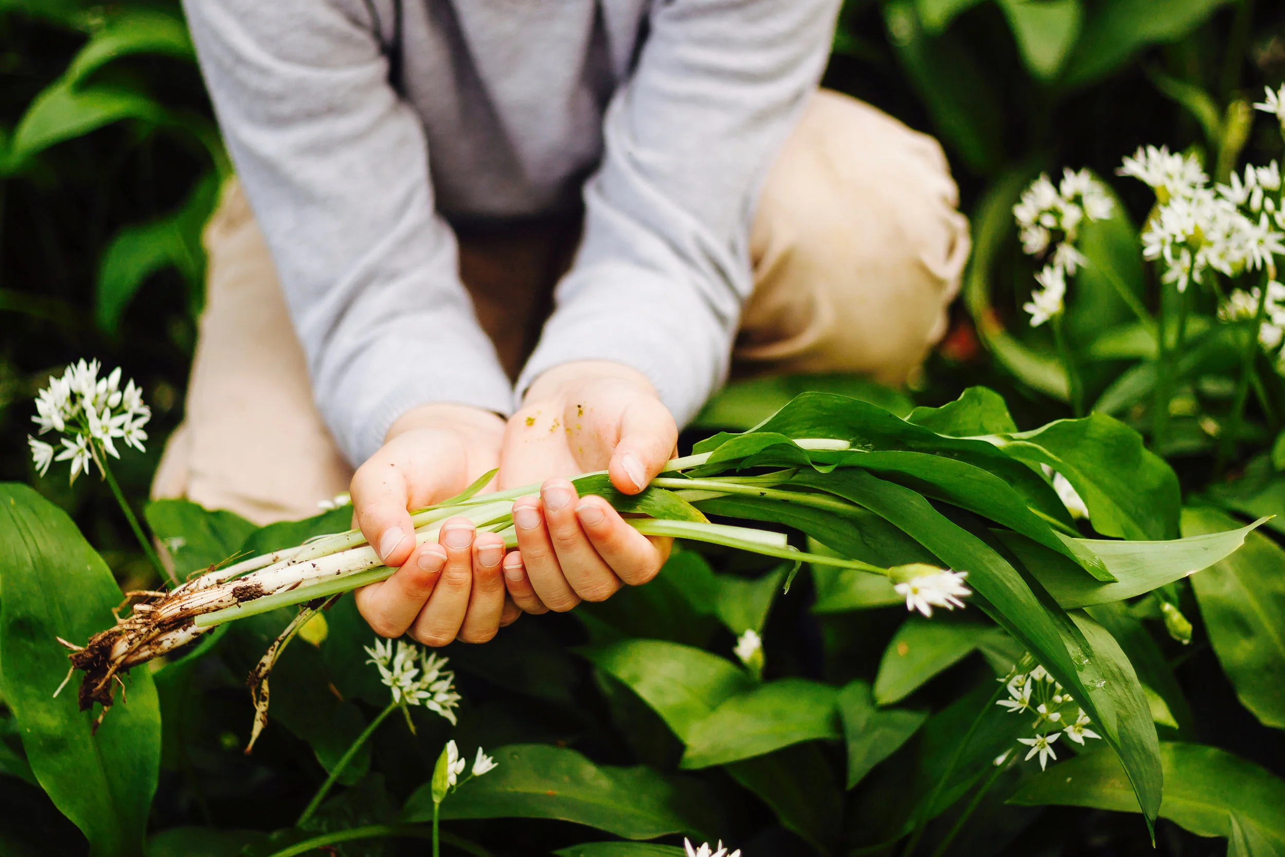 WildGarlic.jpg
