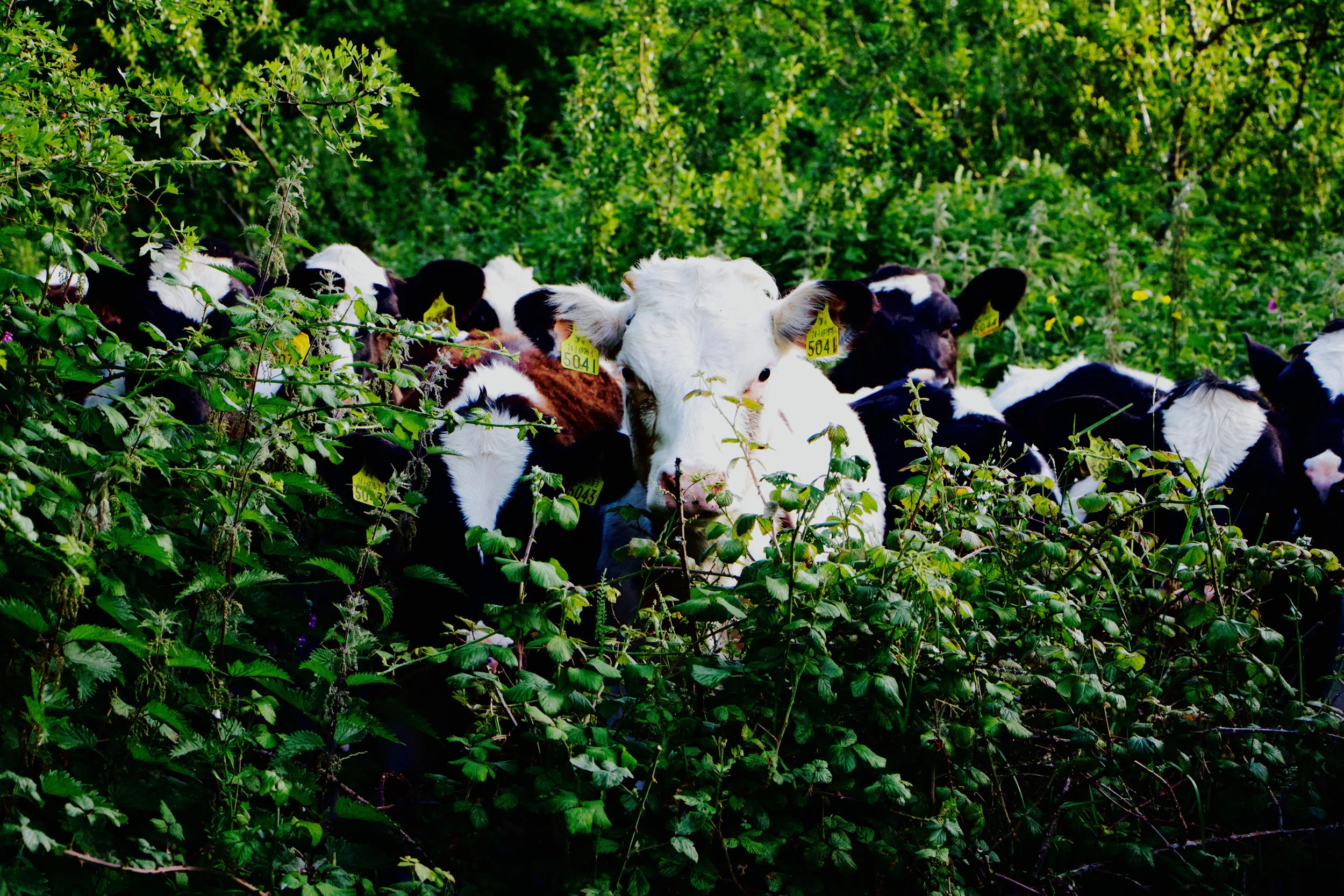 Cattleinbrambles.jpg