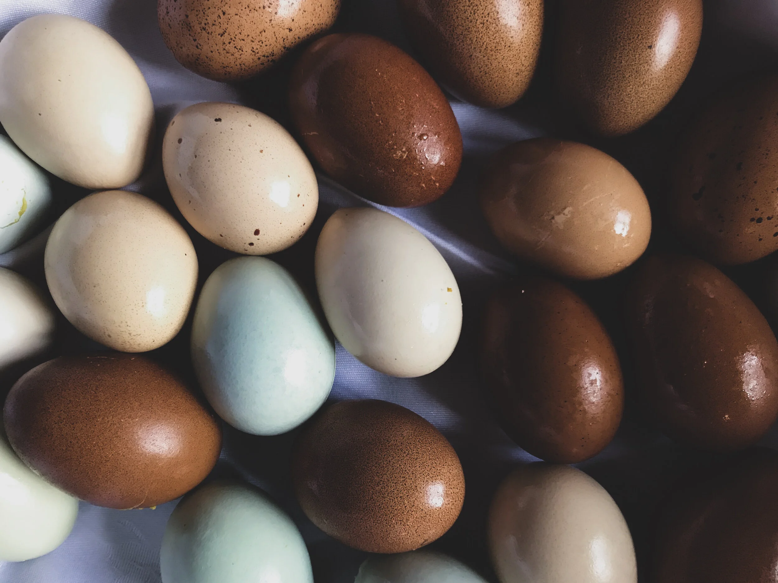 eggs.jpg