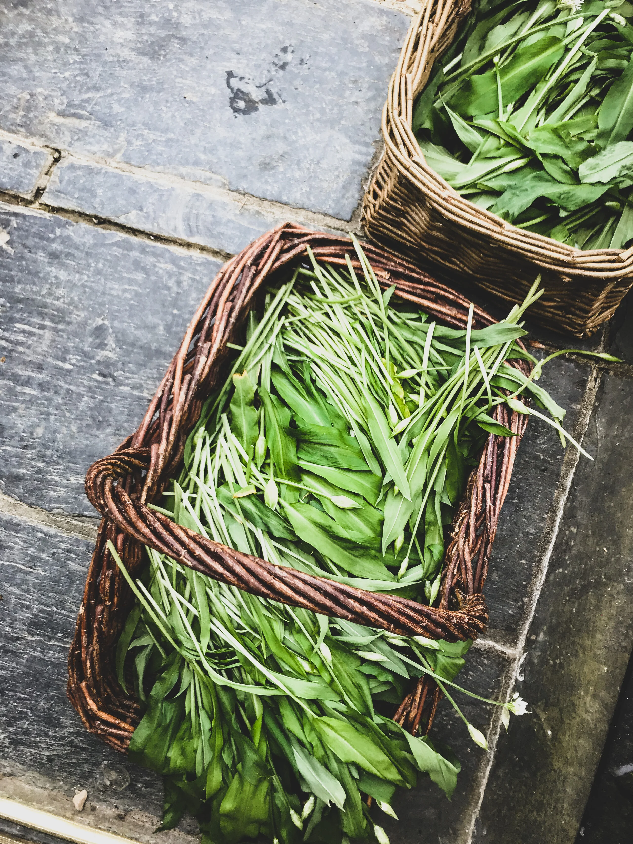 wildgarlic.jpg