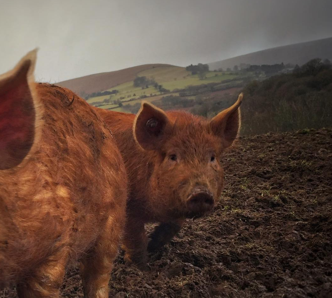 These Mangatam weaners are yet to learn how to jump hurdles