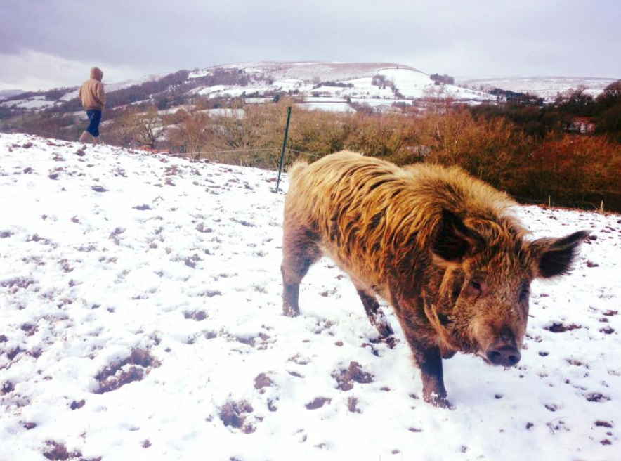 Our Mangatam boar, well equipped for the snow with is thick coat and Pat Sharp hair-do