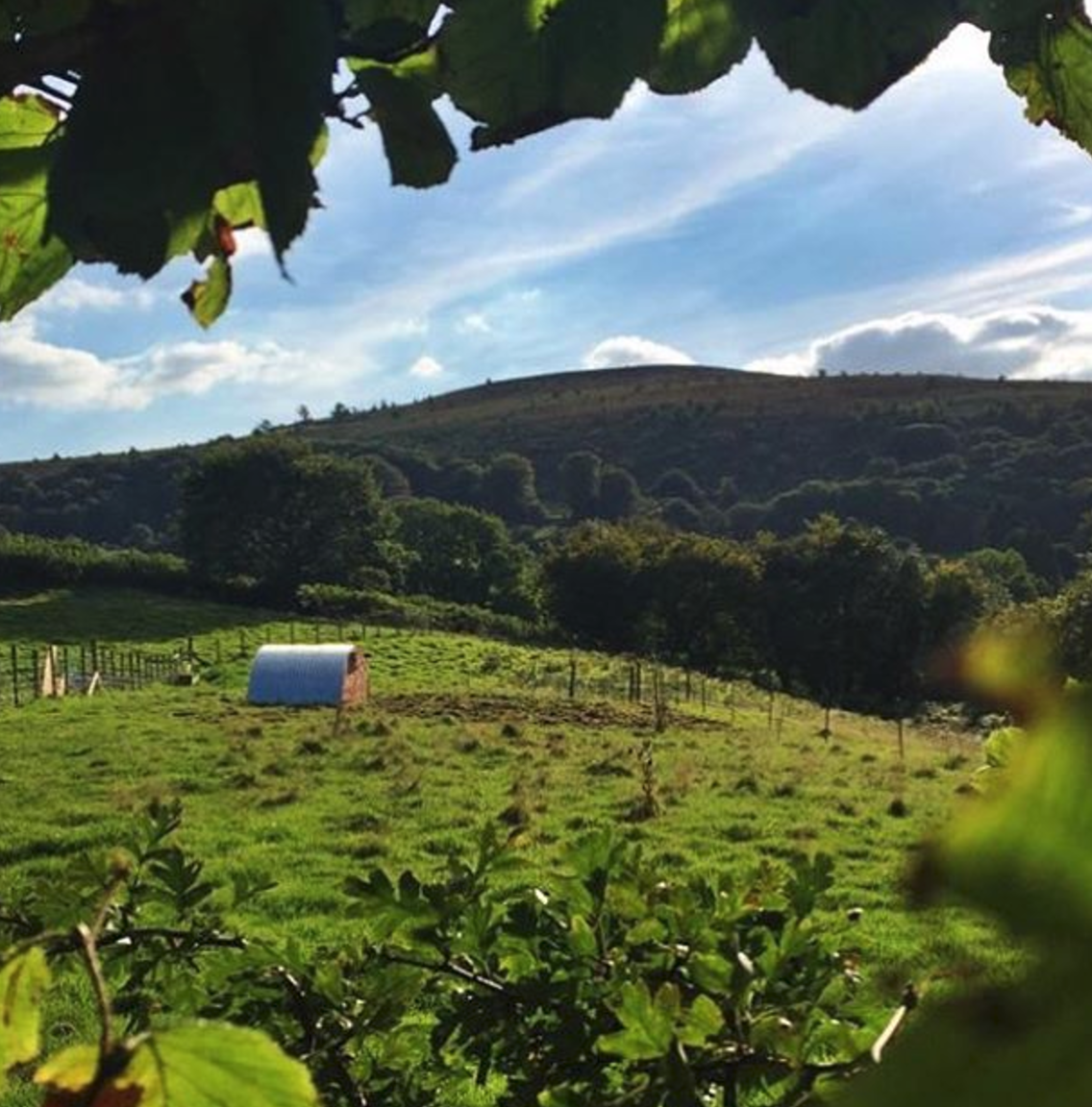 Forest Coalpit Farm Forest Coalpit Farm How we moved from London and
