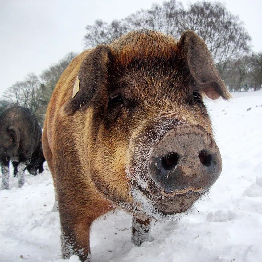 Our Durocs are a very cool pig
