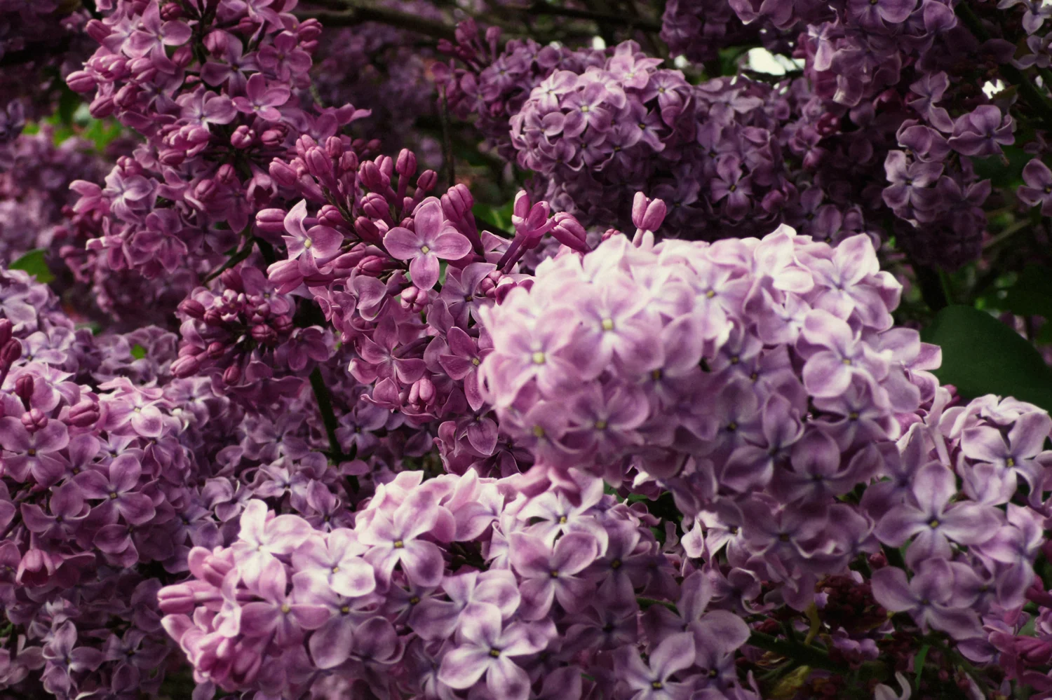 blomst35.jpg