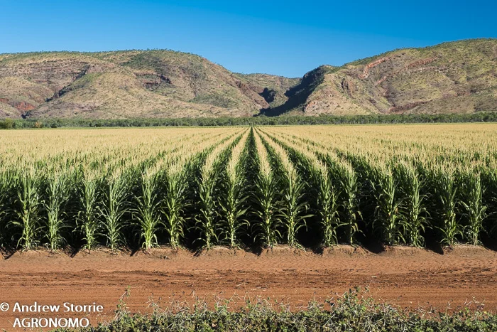 Sweet corn, Kununurra, WA