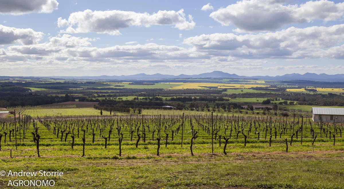 Vineyard, Porongorup, WA