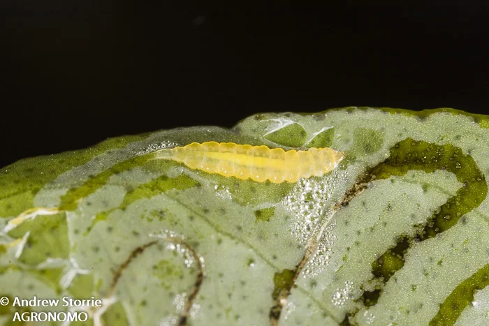 Citrus leafminer larvae