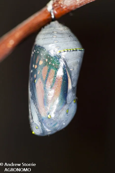 Monarch butterfly chrysalis
