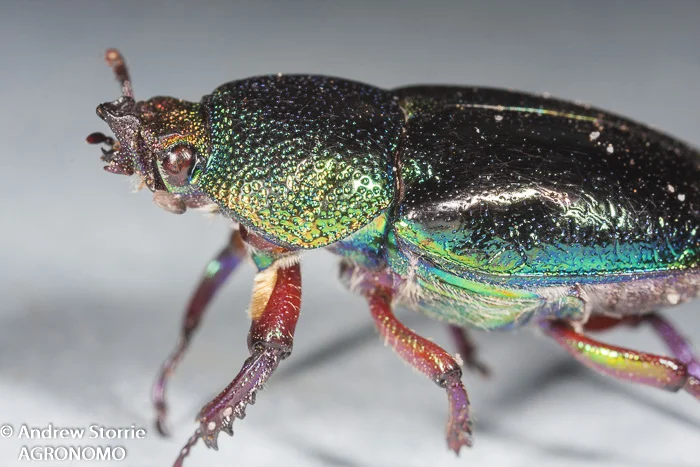 Scarab beetle