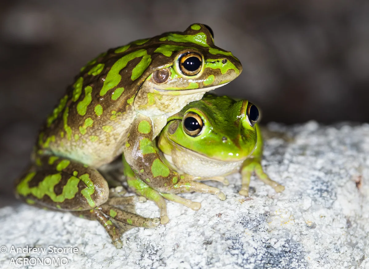 Littoria moorei - Motorbike frog