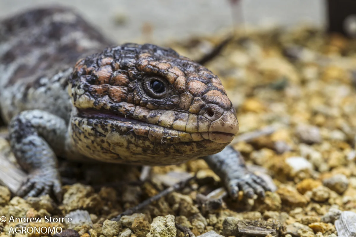 Bogeye / Shingleback skink