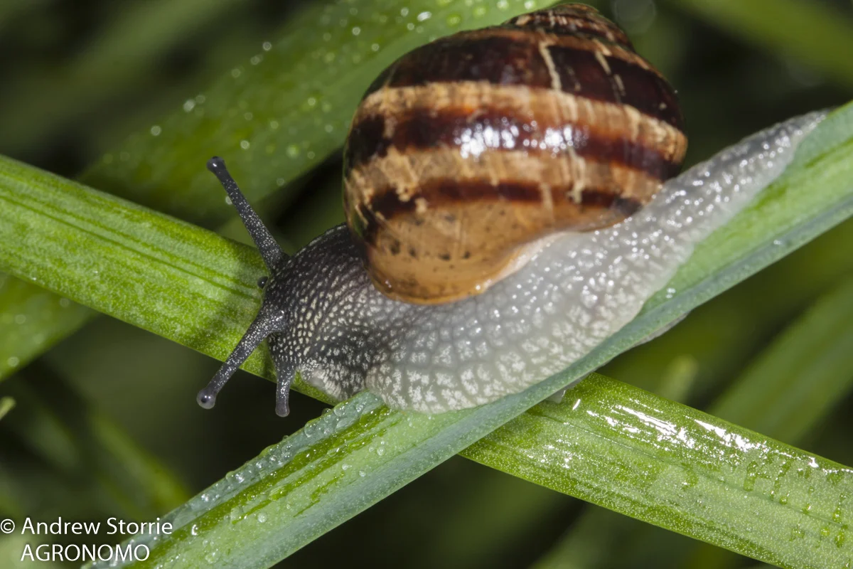 European Garden snail