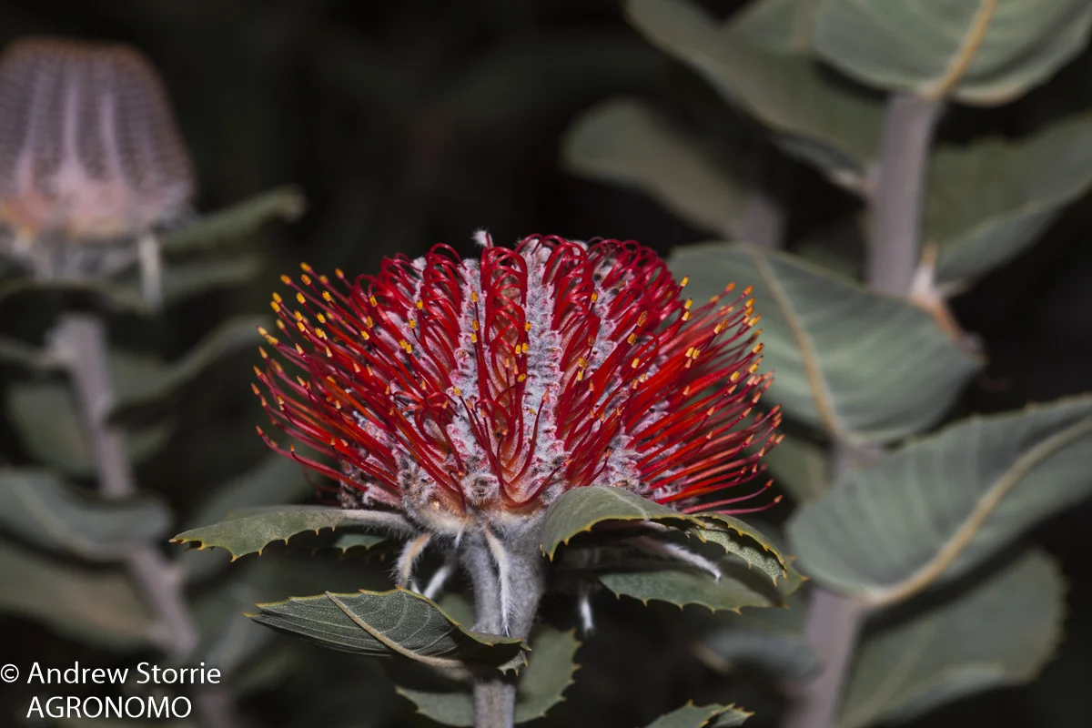 Albany banksia (Banksia coccinea)