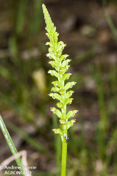 Mignonette orchid (Microtis spp.)