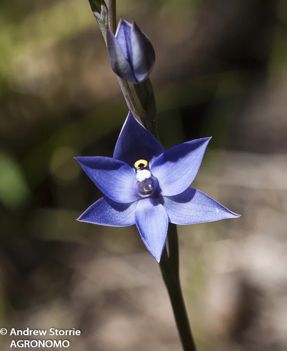 Sun orchid (Thelymitra vulgaris)