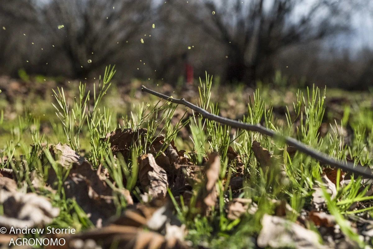 Flickweed (Cardamine hirsuta)