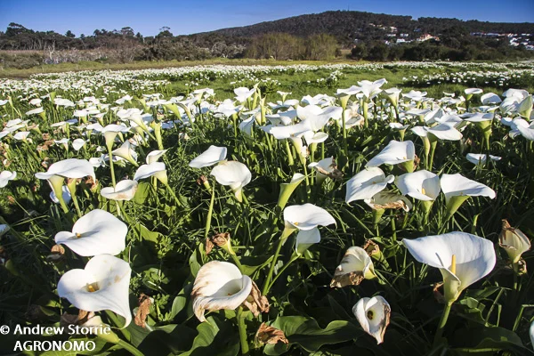 Arum lily (Zantedeschia aethiopica)