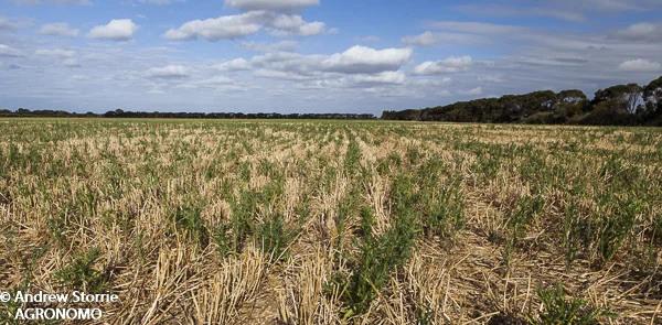 Flaxleaf fleabane (C. bonariensis) infested stubble