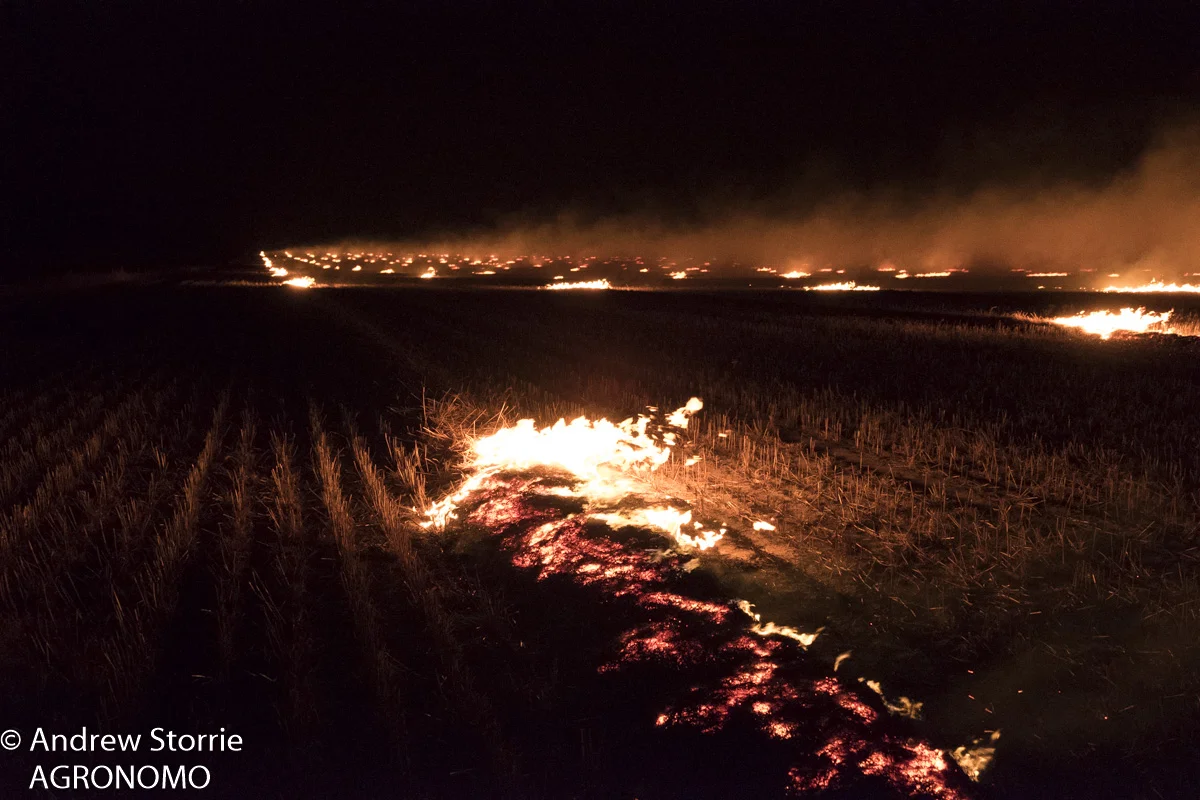Narrow_windrow_burning2-1.jpg