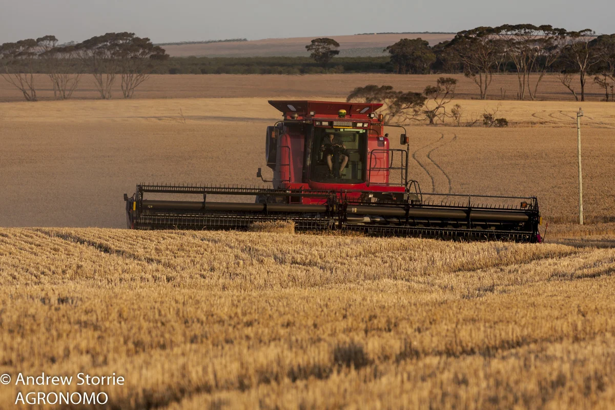 Harvest, Ambellup, WA