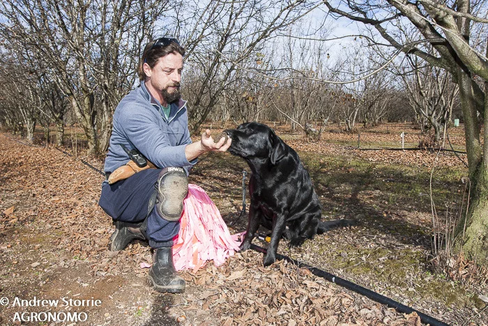 Truffle harvest Manjimup, WA