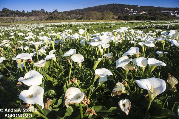 Large Arum lily (Zantedeschia aethiopica) infestation, Middleton Beach, Albany