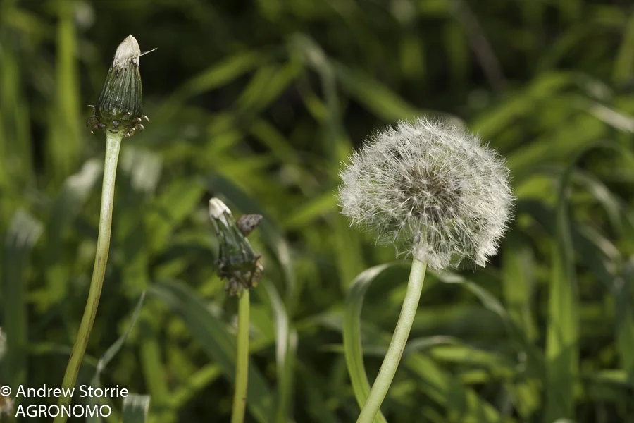 Taraxacum_seedheads-1.jpg