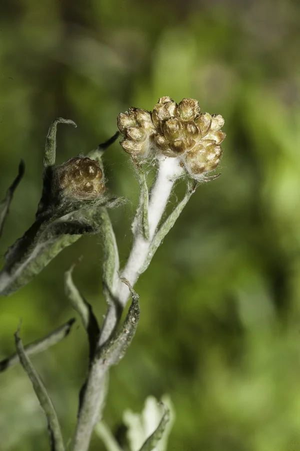 Psuedognaphalium_luteoalbum-7.jpg