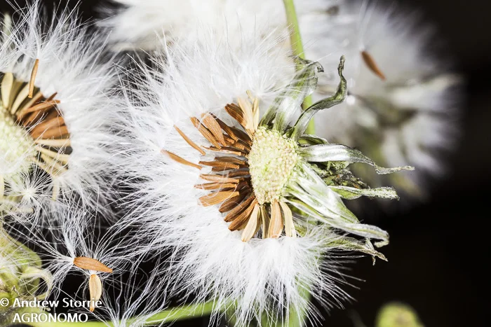 Sowthistle_capitulum&seeds.jpg