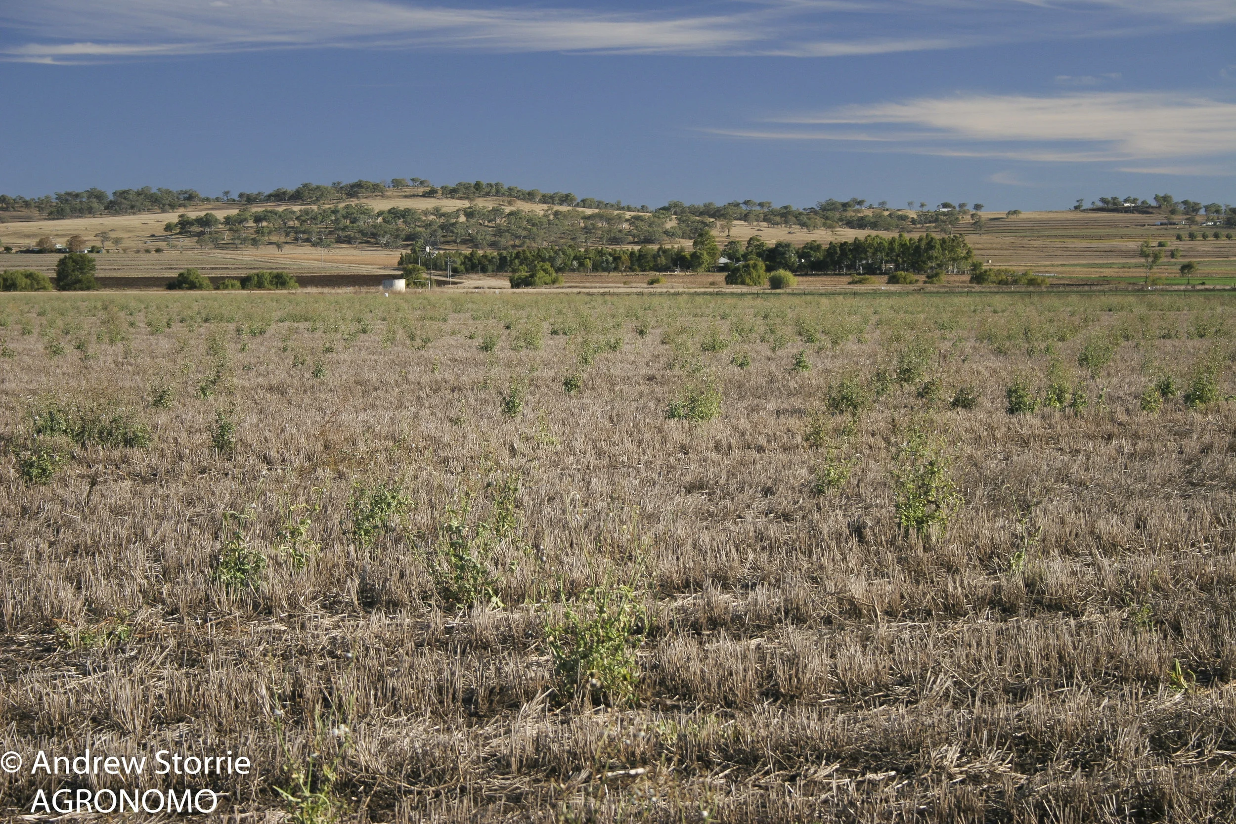 Sonchus_wheat_stubble_AGRONOMO.jpg