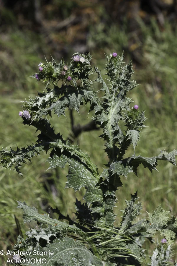 Carduus tenuiflorus01.jpg