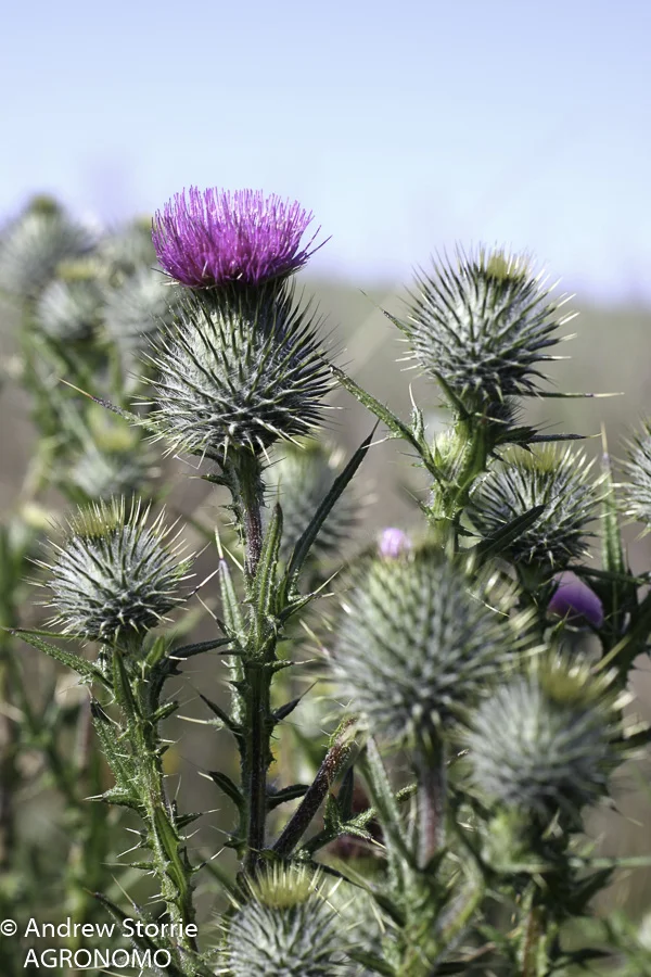 Cirsium vulgaris02.jpg