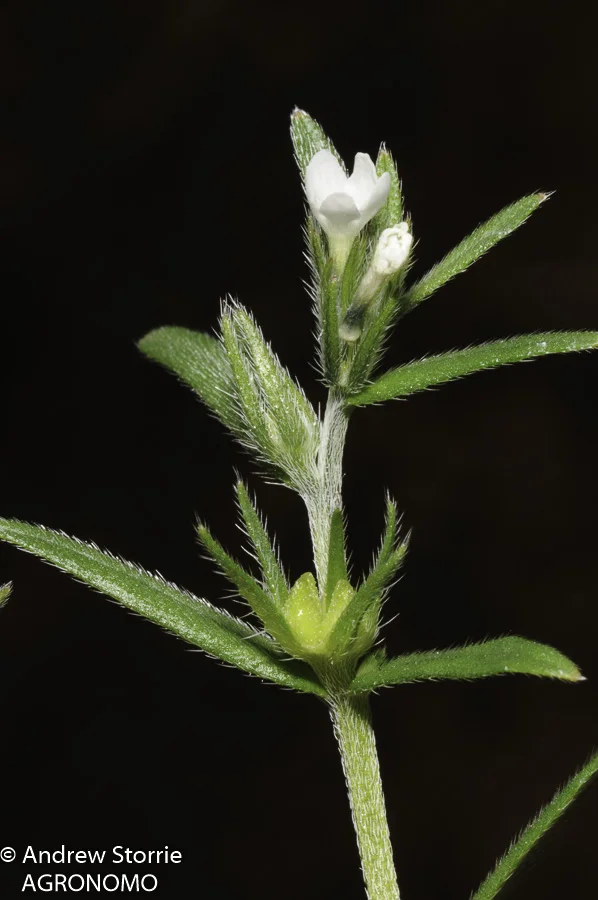 Buglossoides_arvense-00001.jpg
