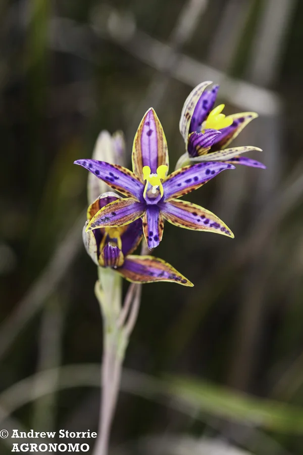 Queen of Sheba orchid